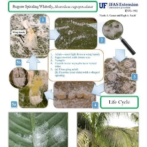 thumbnail for publication: Pest Identification Guide: Rugose Spiraling Whitefly, Aleurodicus rugioperculatus